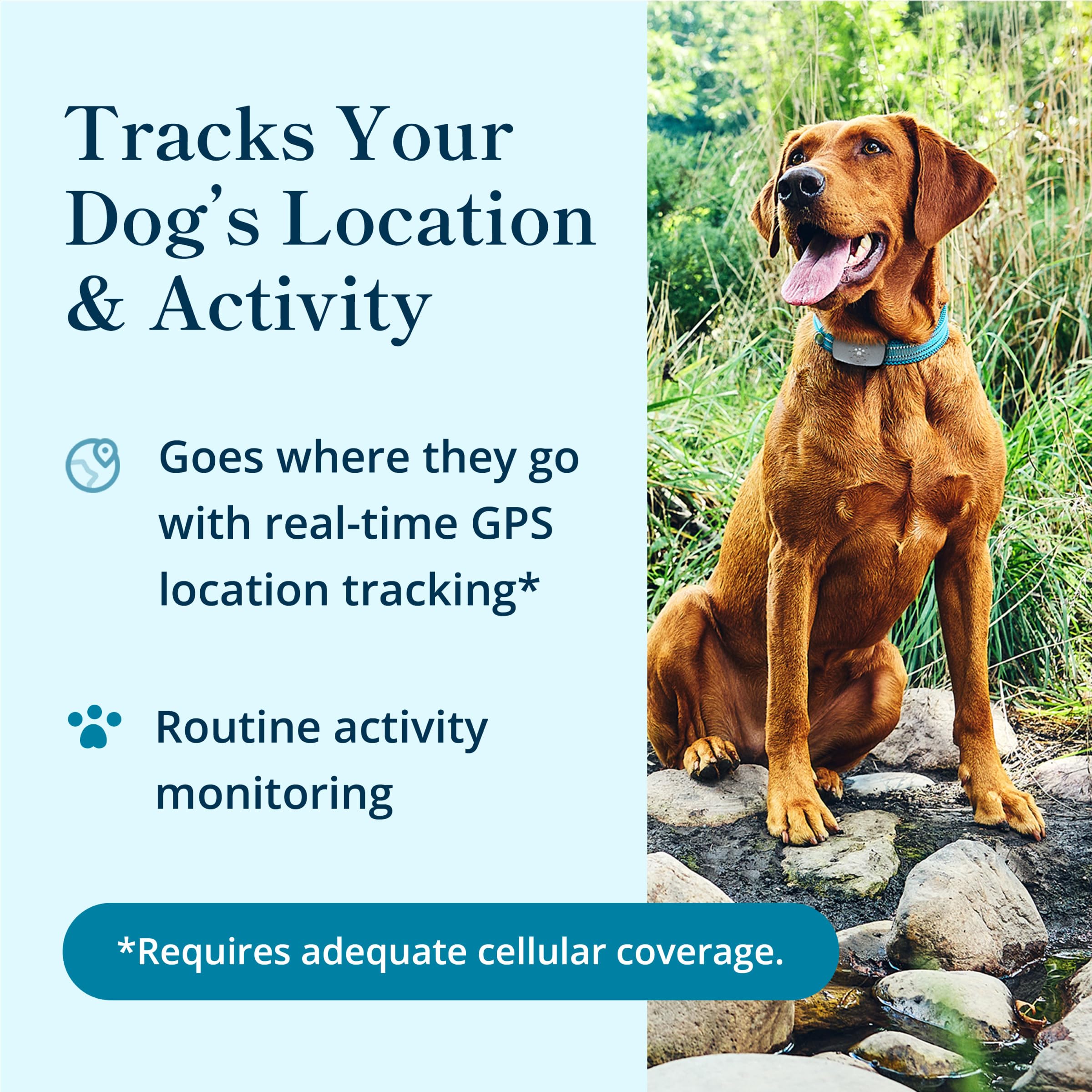 Petivity Smart GPS and Activity Dog Tracker thumbnail 2