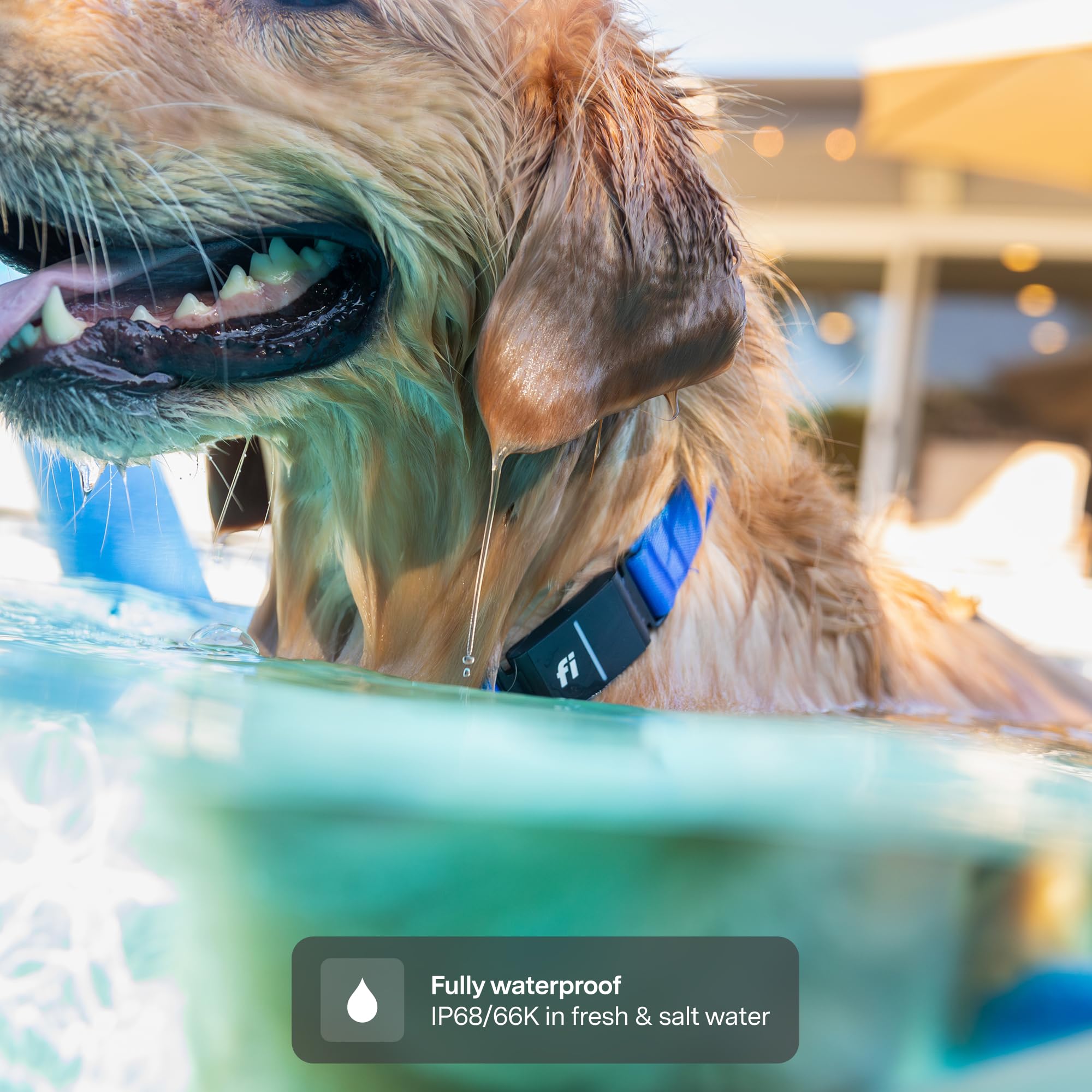 New Fi Series 3+ Smart Dog Tracker Collar – AI GPS for Dogs, Health &amp; Behavior Monitor, Virtual Fence, Escape Alerts, Waterproof, Apple Watch Compatible 12Mo Membership Included thumbnail 2