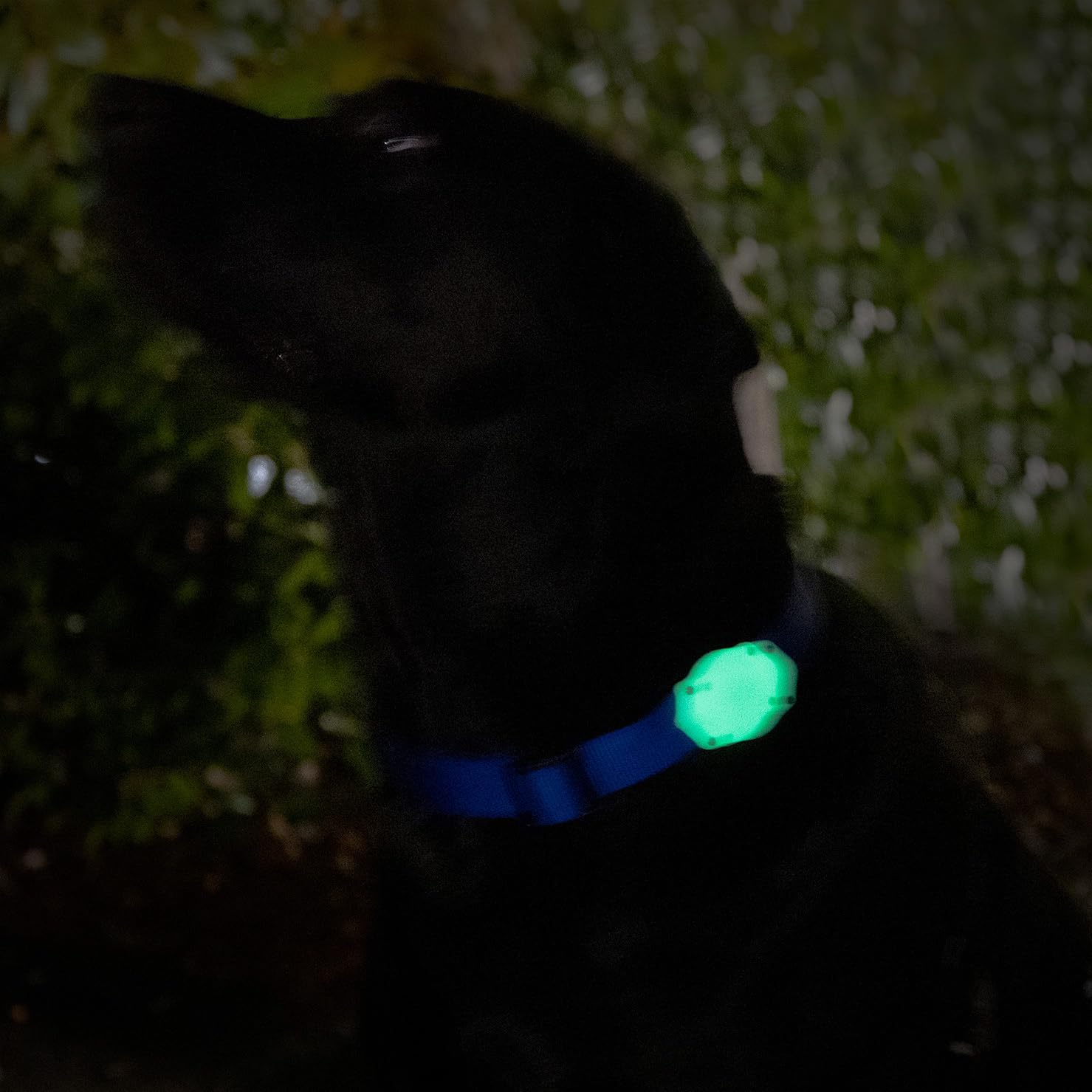 Elevation Lab TagVault AirTag Dog Collar Mount (Single) - IP69 Waterproof, Doesn't Dangle, Fits All Width Collars, Glow in The Dark thumbnail 2